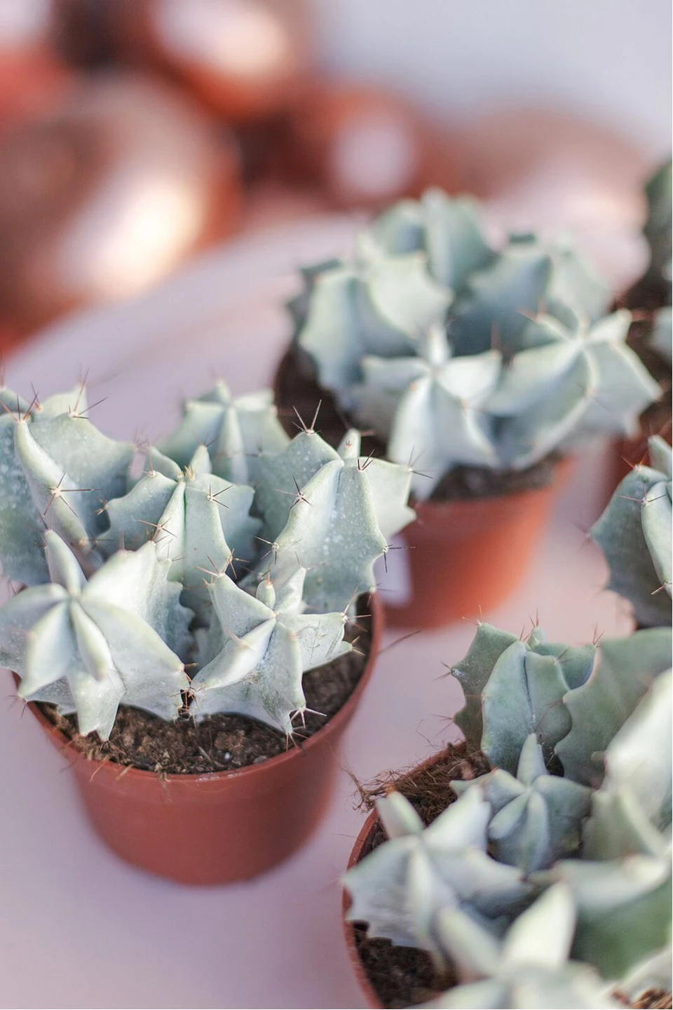 Цереус (Cereus) 10 см - с доставкой по Минску
