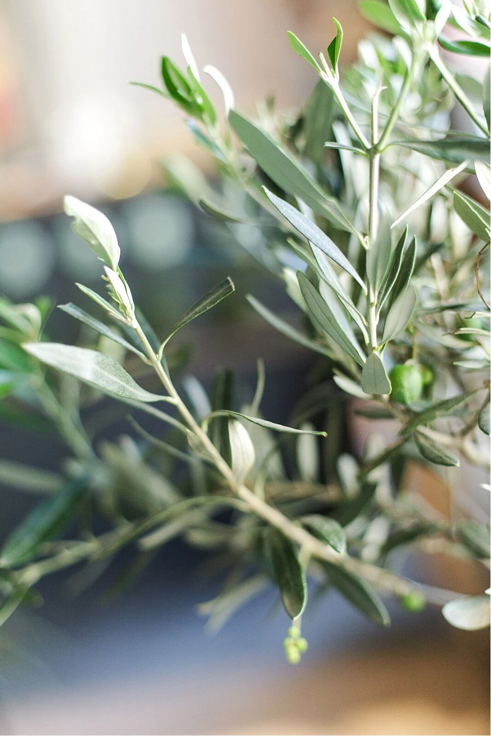 Олива европейская (Olea Europaea On Stemm) 110 см - для женщины/молодой пары