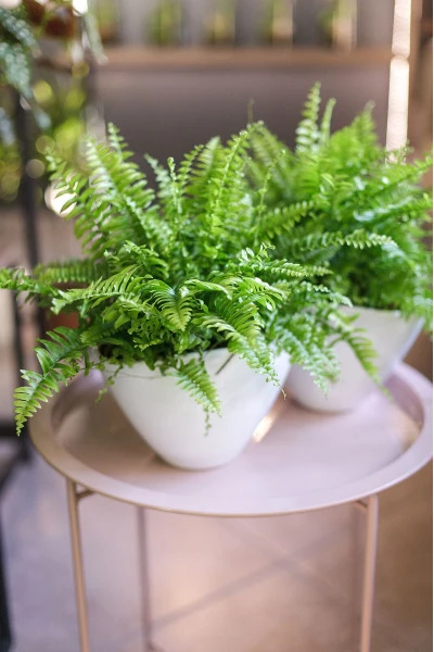 Нефролепис (Nephrolepis)