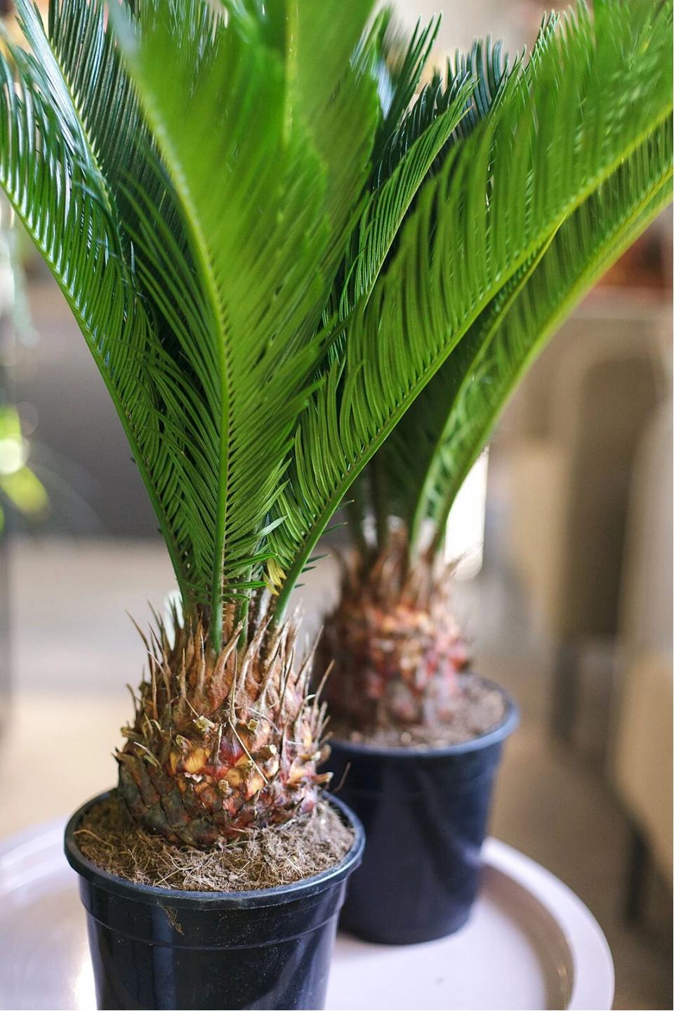 Цикас (Cycas) - быстрая доставка в Минске