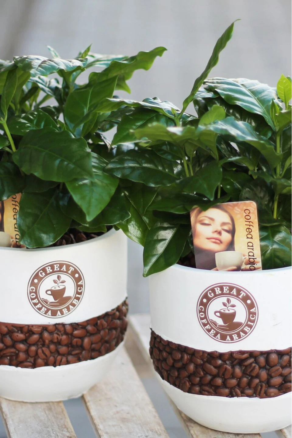 Кофе (Coffea in bonenpot) - подарочное оформление