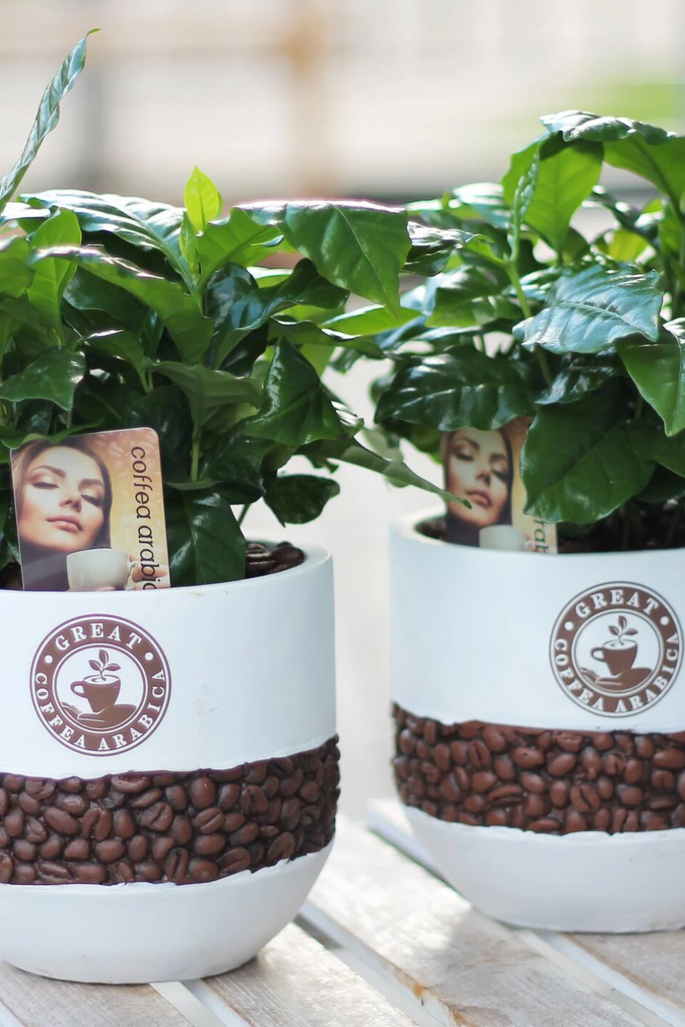 Кофе (Coffea in bonenpot) - с доставкой по Минску