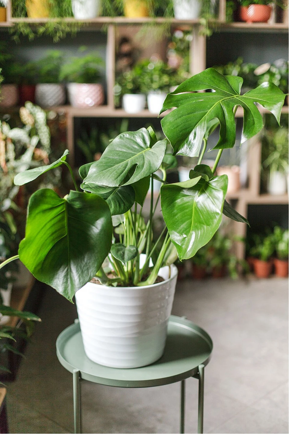 Монстера (Monstera) - с добавлением зелени