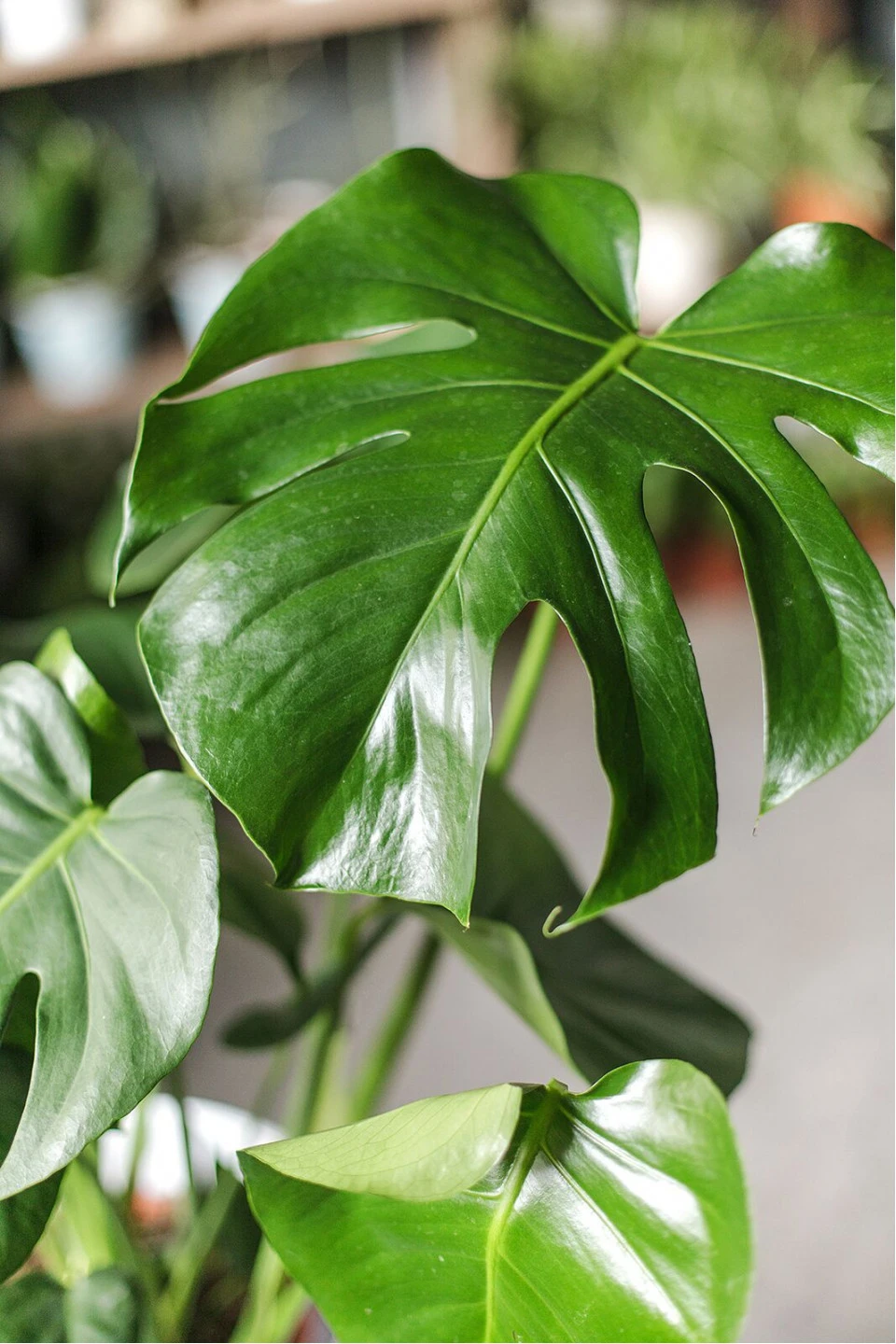 Монстера (Monstera) - подарочное оформление