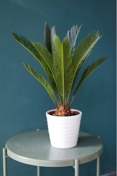 Цикас (Cycas)