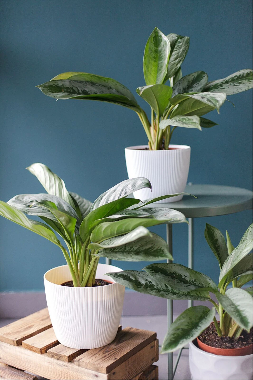 Аглаонема (Aglaonema) - с доставкой по Минску
