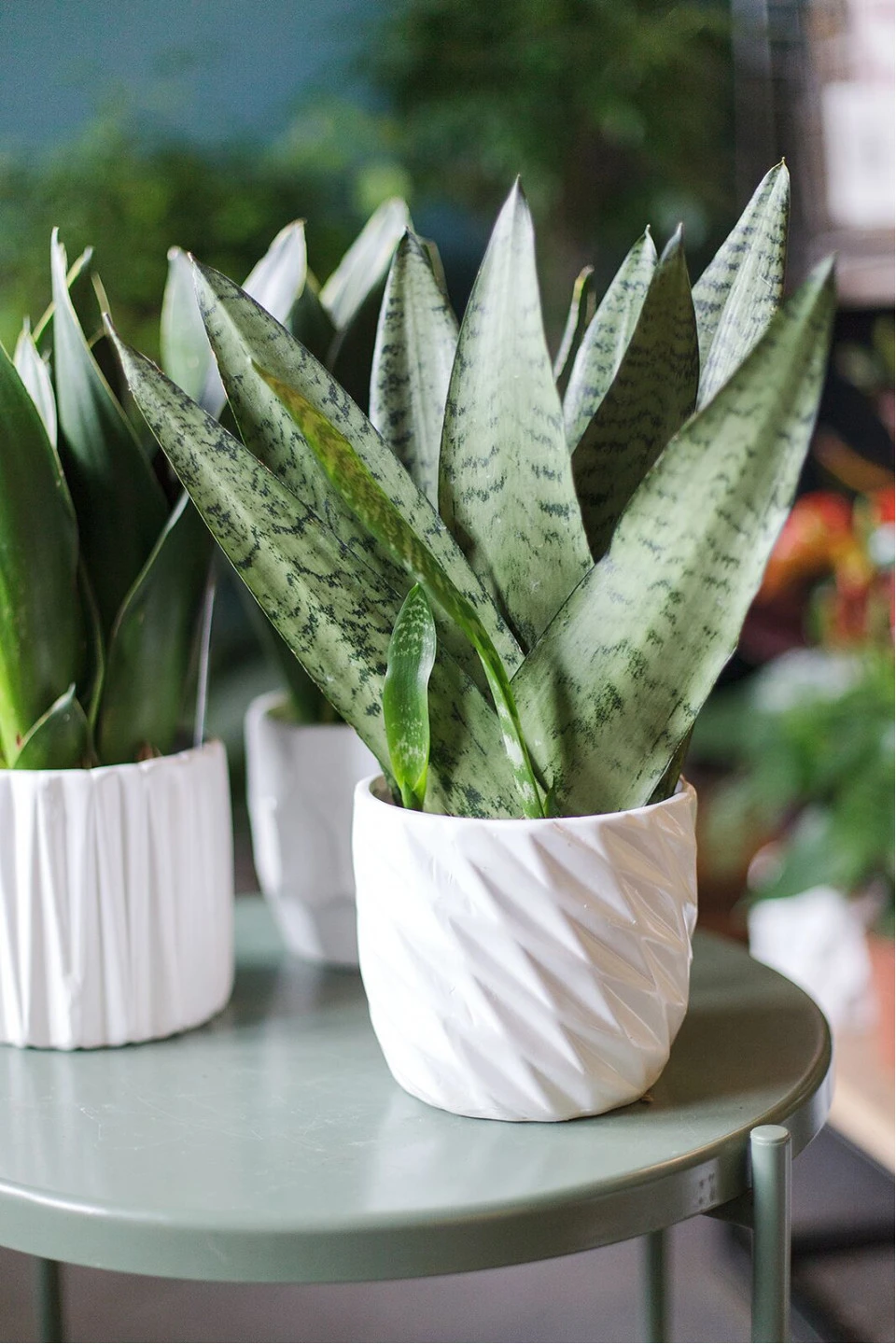 Сансевиерия Зейланика Фан (Sansevieria Zeylanica Fan) 35 см - с доставкой по Минску