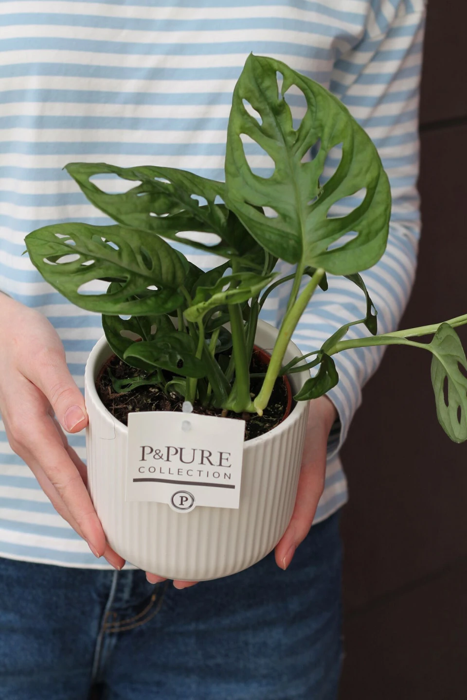 Монстера Манки Лиф (Monstera Monkey Leaf) 30 см - с добавлением зелени