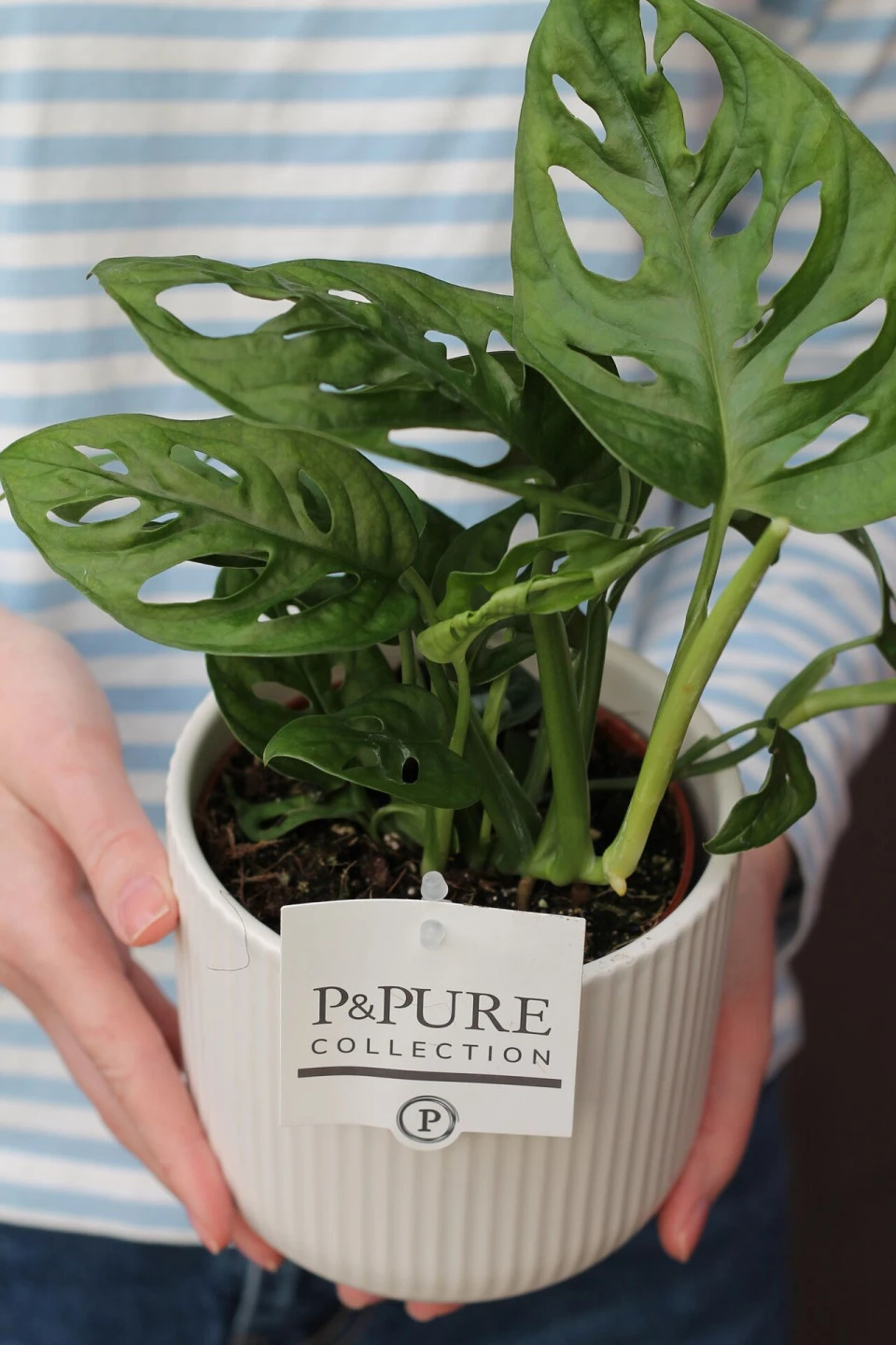 Монстера Манки Лиф (Monstera Monkey Leaf) 30 см - с доставкой по Минску