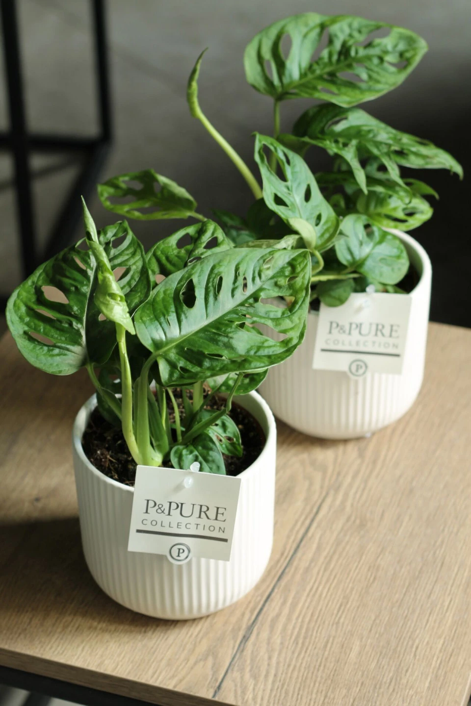 Монстера Манки Лиф (Monstera Monkey Leaf) 30 см - быстрая доставка в Минске