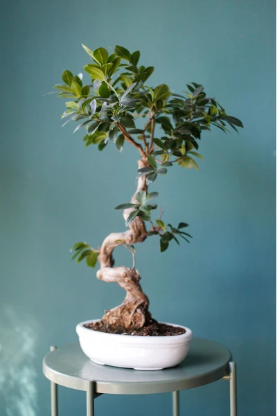 Фикус Женьшень S-образный (Ficus Ginseng S-shape) 60 см