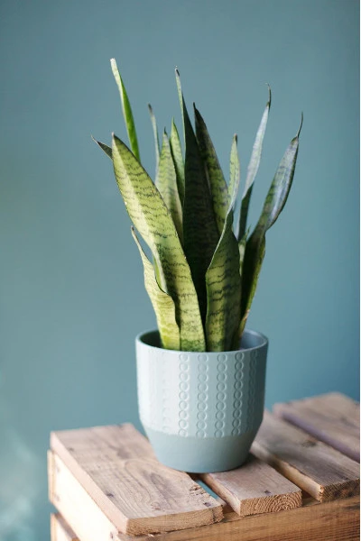 Сансевиерия Зейланика (Sansevieria zeylanica) 50 см