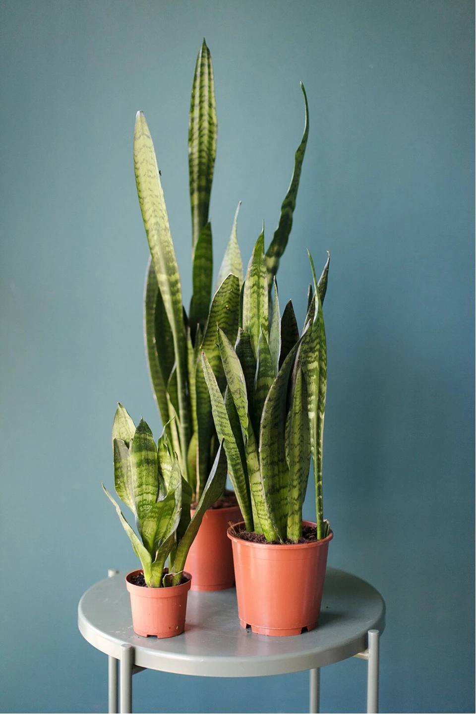 Сансевиерия Зейланика (Sansevieria zeylanica) 50 см - с добавлением зелени