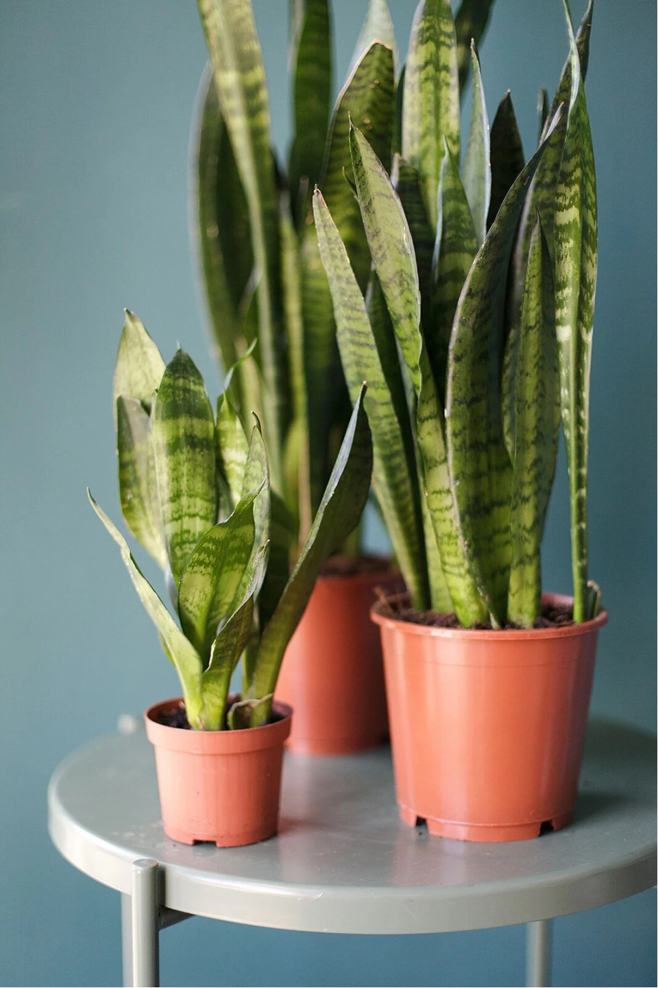 Сансевиерия Зейланика (Sansevieria zeylanica) 50 см - с доставкой по Минску