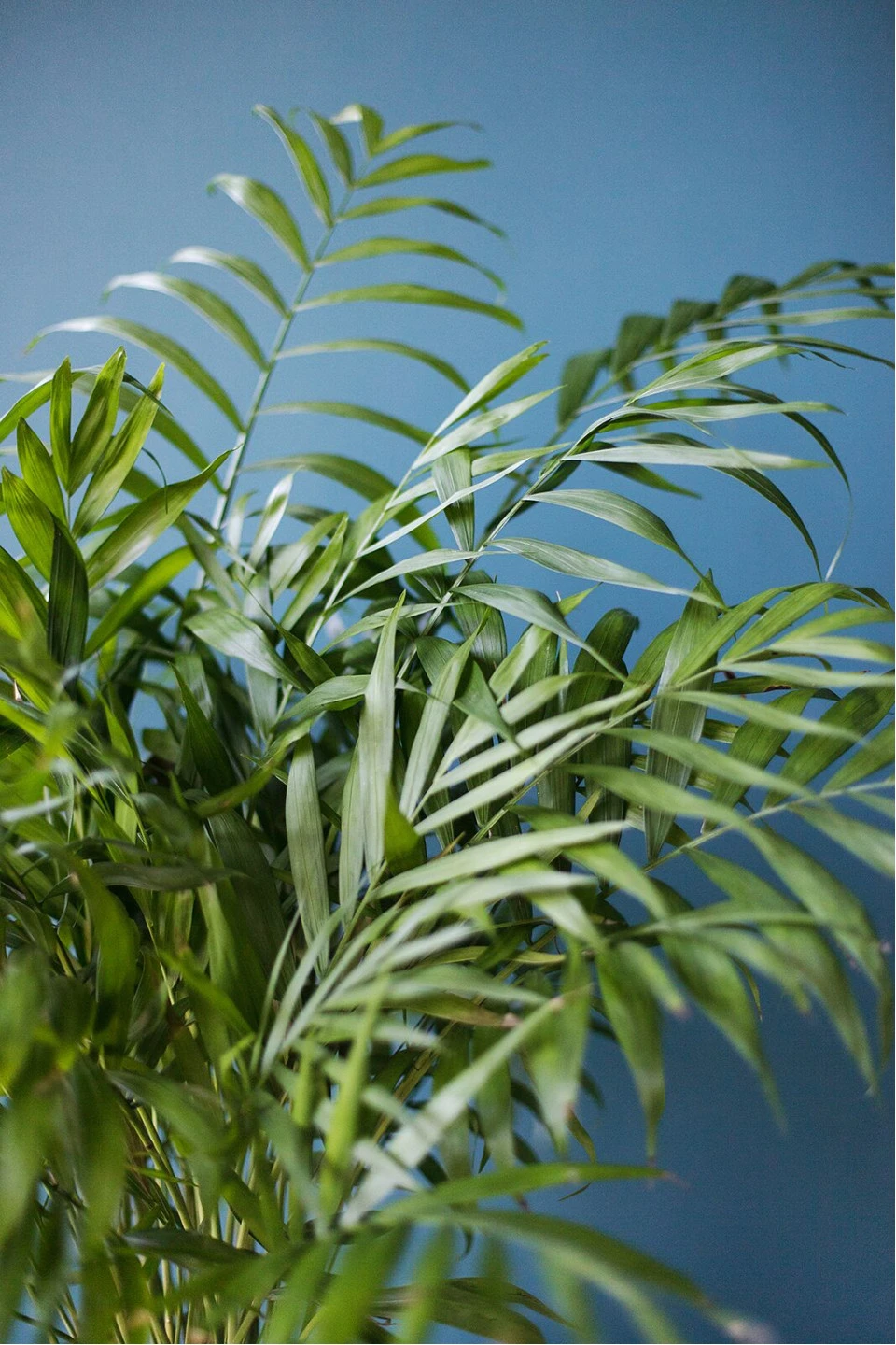 Хамедорея изящная (Chamaedorea Elegans) - подарочное оформление