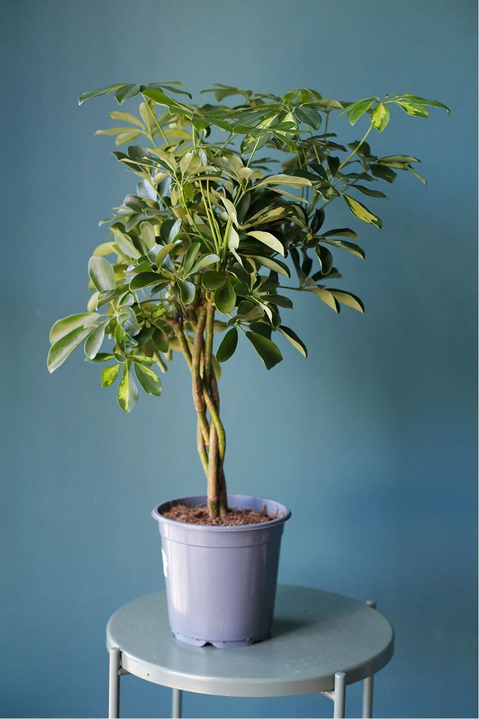 Шефлера (Schefflera Compacta) на плетеном стволе 8