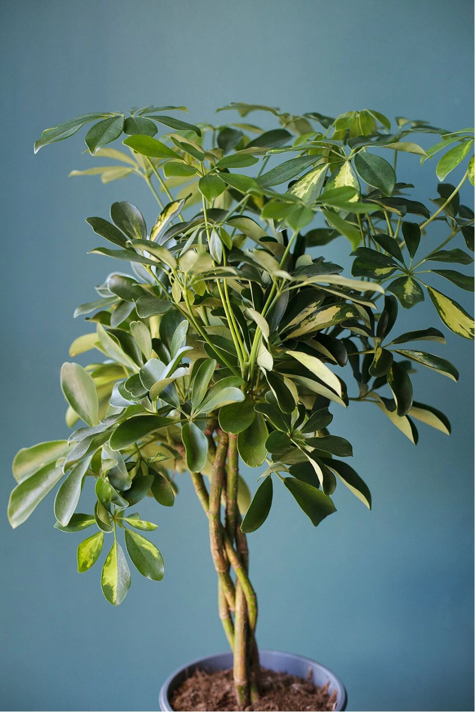 Шефлера (Schefflera Compacta) на плетеном стволе - для женщины/молодой пары