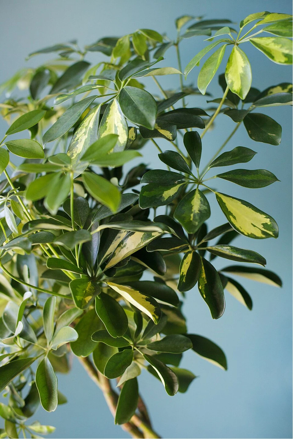 Шефлера (Schefflera Compacta) на плетеном стволе - быстрая доставка в Минске