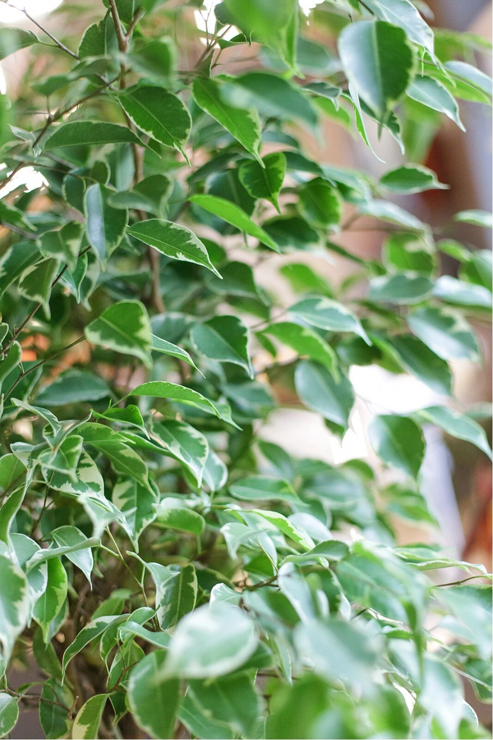Фикус Бенджамина Голден кинг (Ficus Beniamin Exotic) - с добавлением зелени