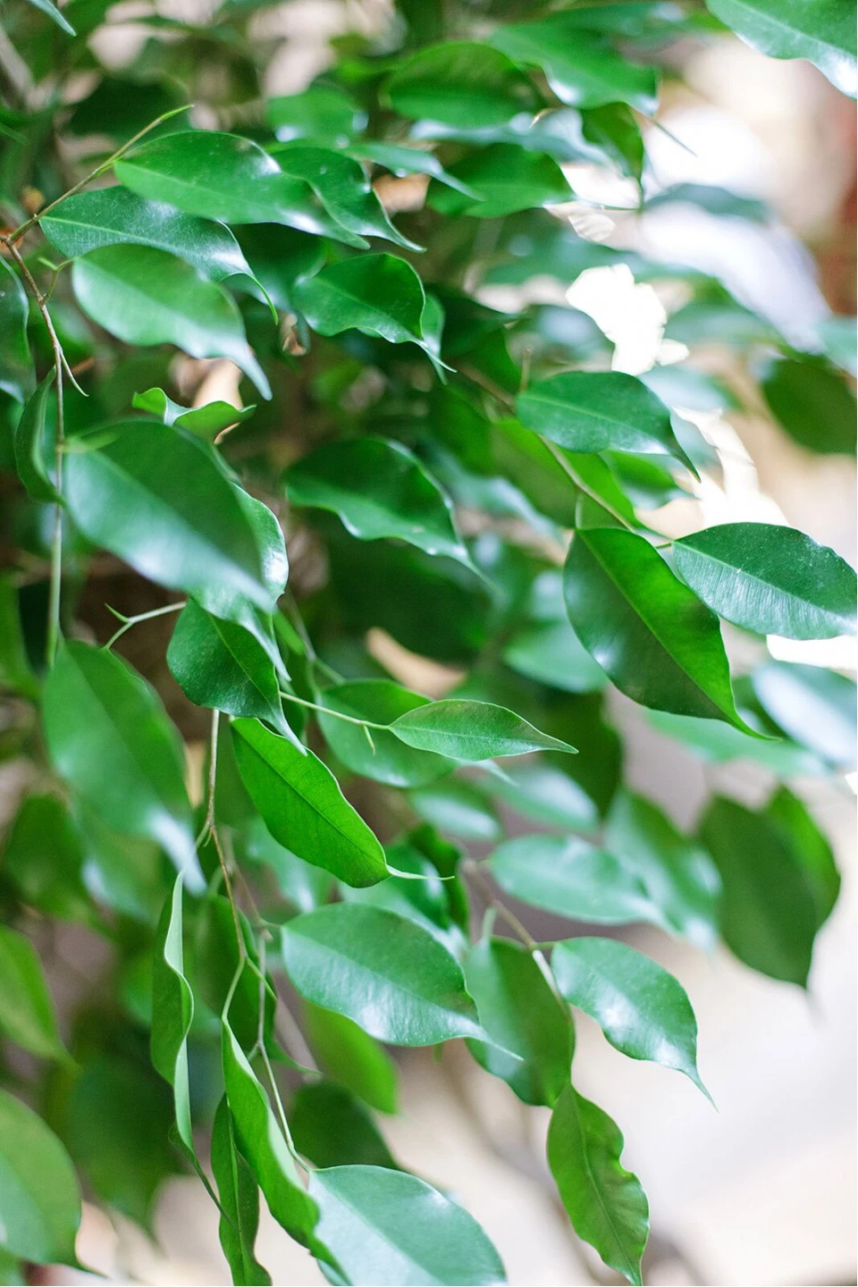 Фикус Бенджамина Экзотика (Ficus Beniamin Exotic) 120 см - быстрая доставка в Минске