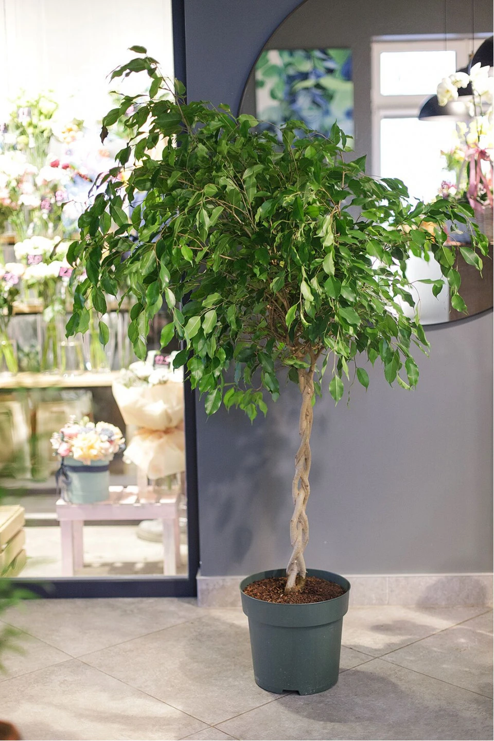 Фикус Бенджамина Экзотика (Ficus Beniamin Exotic) 120 см - с доставкой по Минску