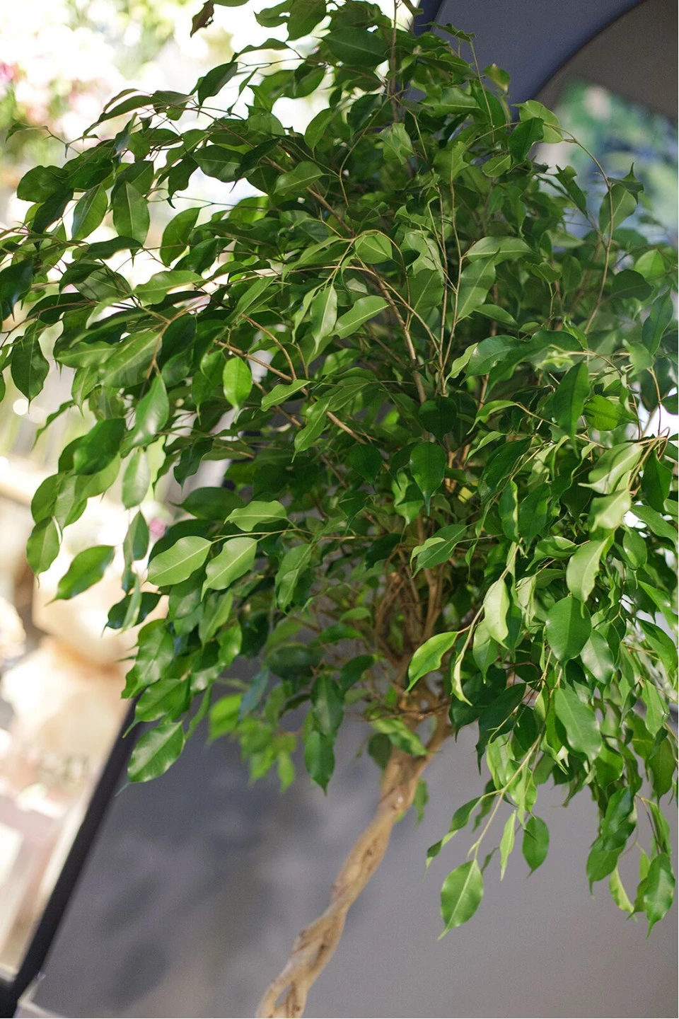 Фикус Бенджамина Экзотика (Ficus Beniamin Exotic) 120 см - подарочное оформление