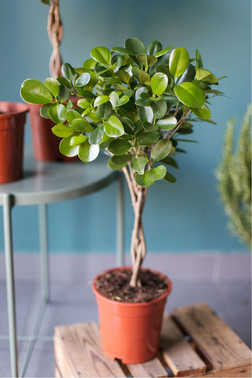 Фикус Мокламе (Ficus Moclame) 120 см - подарочное оформление