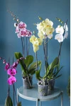 Орхидея Фаленопсис (Phalaenopsis) 2 цветоноса 70 см