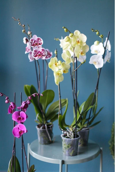Орхидея Фаленопсис (Phalaenopsis) 2 цветоноса 70 см