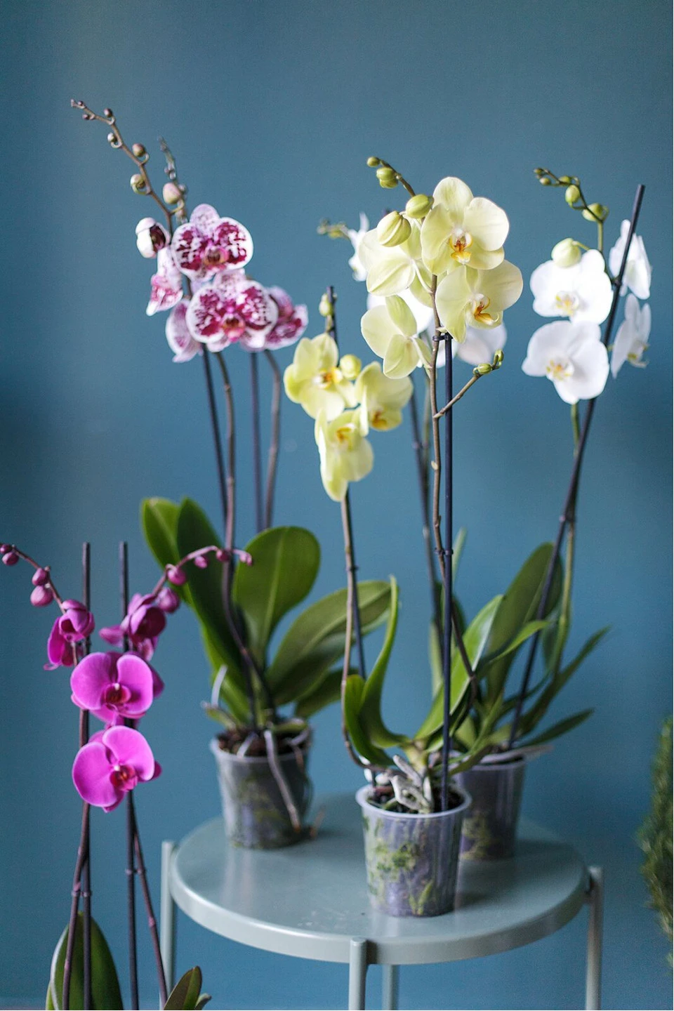 Орхидея Фаленопсис (Phalaenopsis) 2 цветоноса 70 см