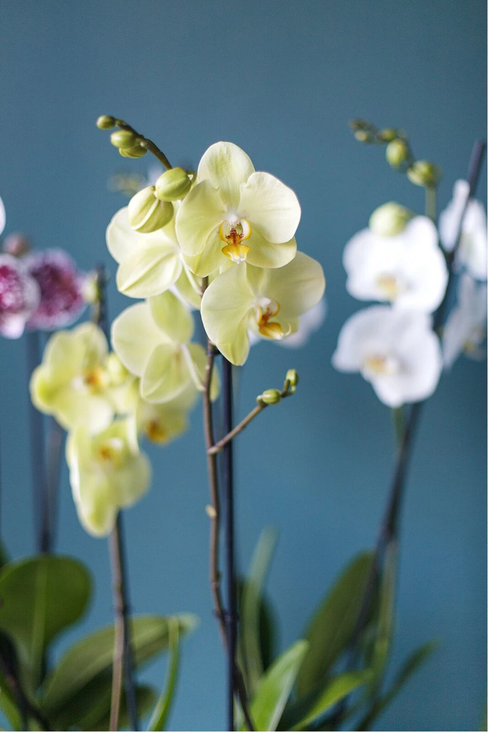 Орхидея Фаленопсис (Phalaenopsis) 2 цветоноса 70 см - с доставкой по Минску