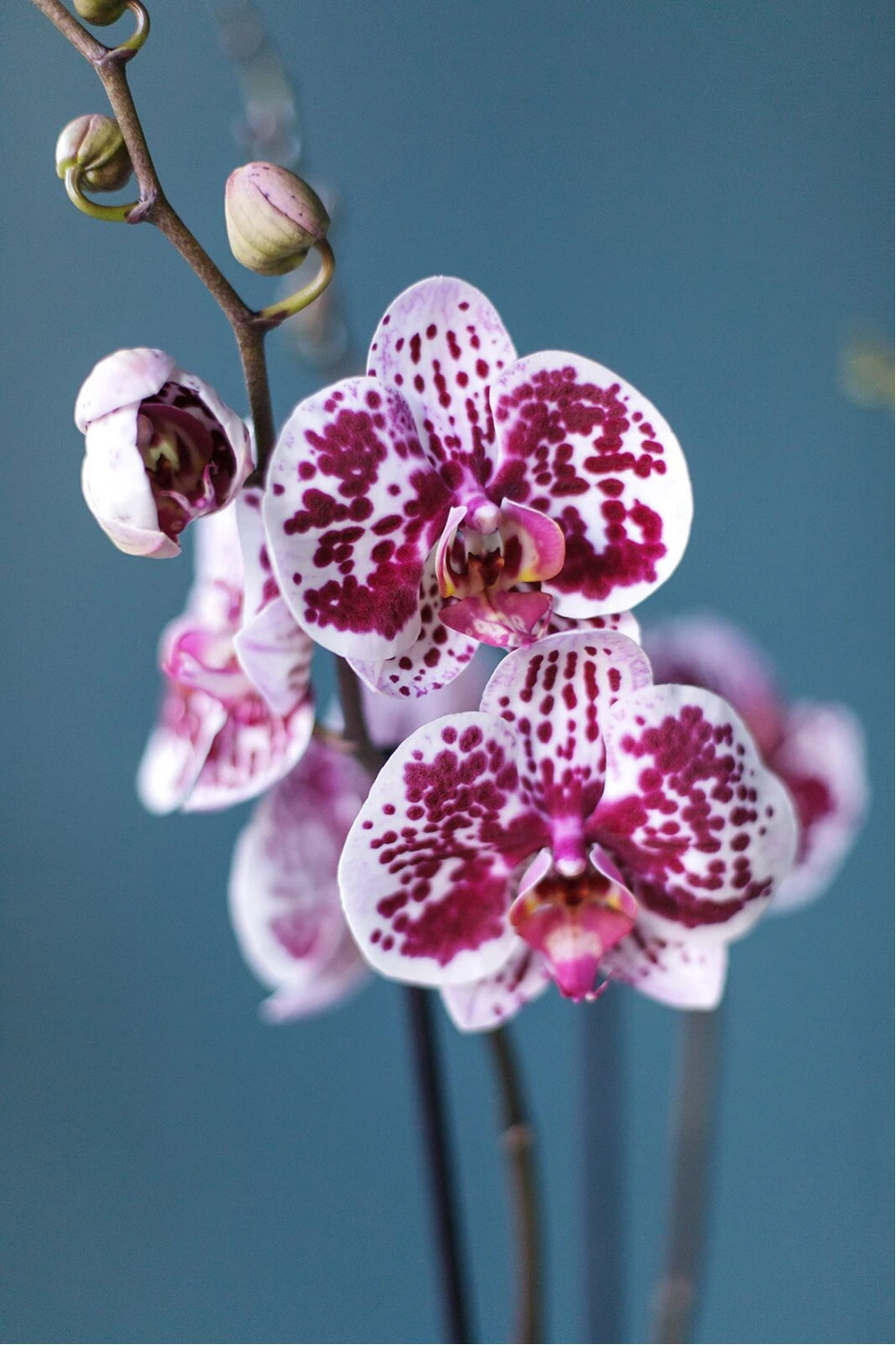 Орхидея Фаленопсис (Phalaenopsis) 2 цветоноса 70 см 11