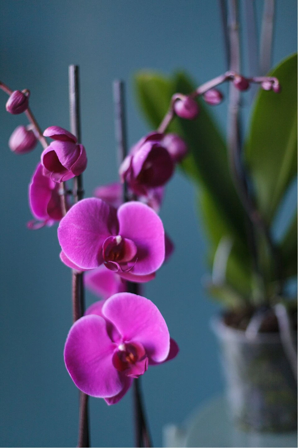 Орхидея Фаленопсис (Phalaenopsis) 2 цветоноса 70 см 12