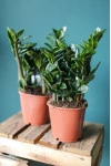 Замиокулькас Зензи (Zamioculcas Zenzi)