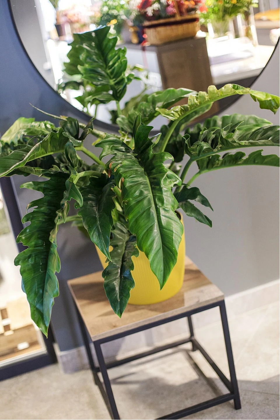 Филодендрон Нэрроу Эскейп (Philodendron Narrow Escape) 70 см - с добавлением зелени