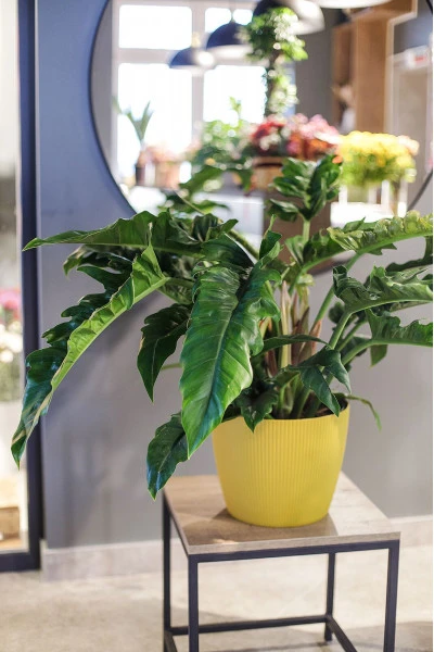 Филодендрон Нэрроу Эскейп (Philodendron Narrow Escape) 70 см