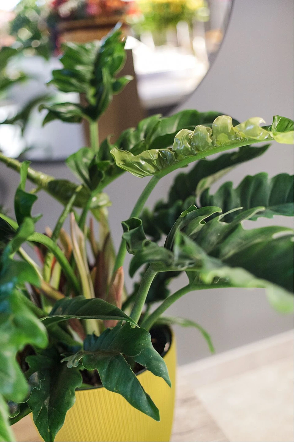 Филодендрон Нэрроу Эскейп (Philodendron Narrow Escape) 70 см - с доставкой по Минску