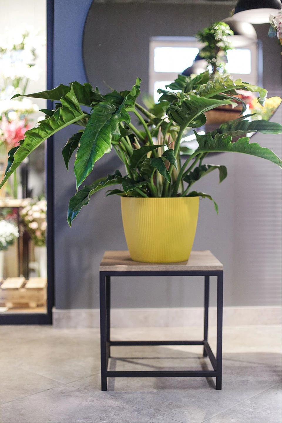 Филодендрон Нэрроу Эскейп (Philodendron Narrow Escape) 70 см - подарочное оформление