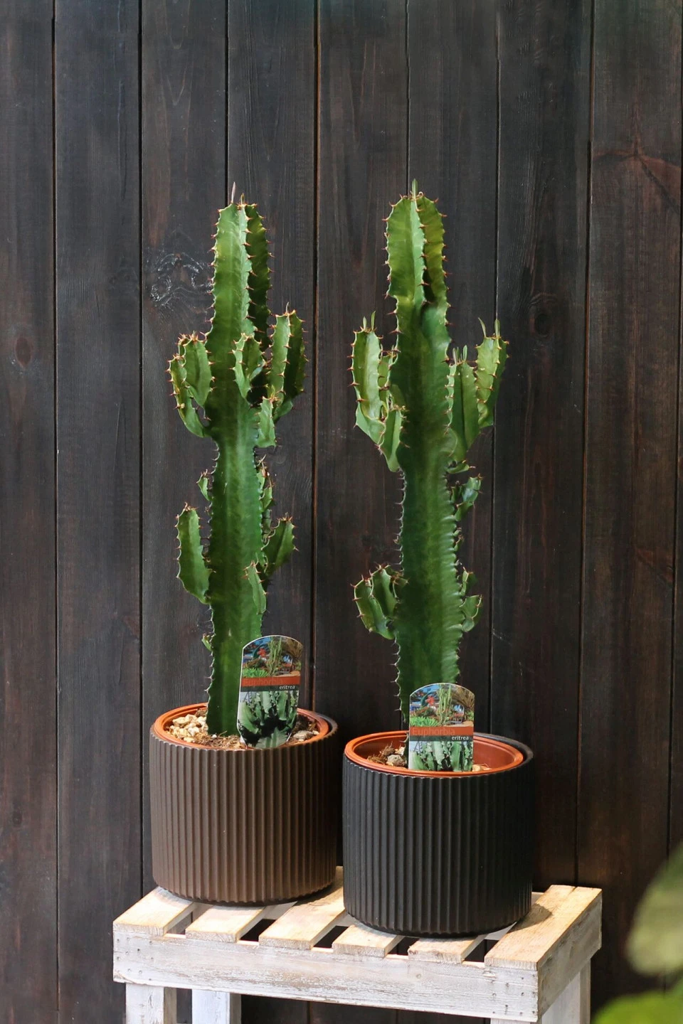 Эуфорбия эритрея Euphorbia eritrea (Молочай) 80 см в кашпо