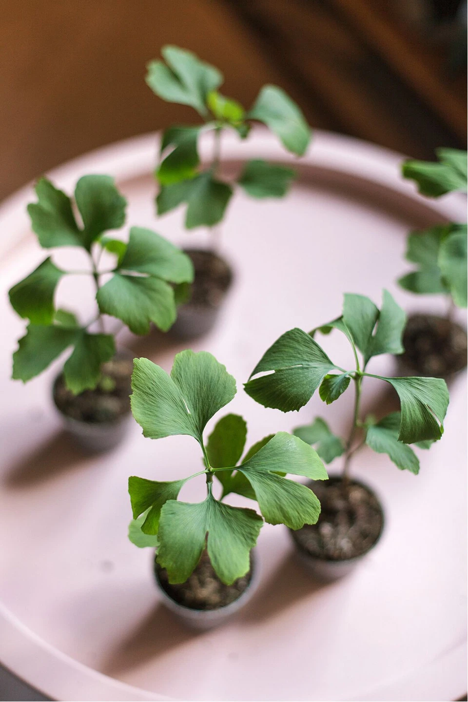Гинкго двулопастный (Ginkgo Biloba) - с добавлением зелени