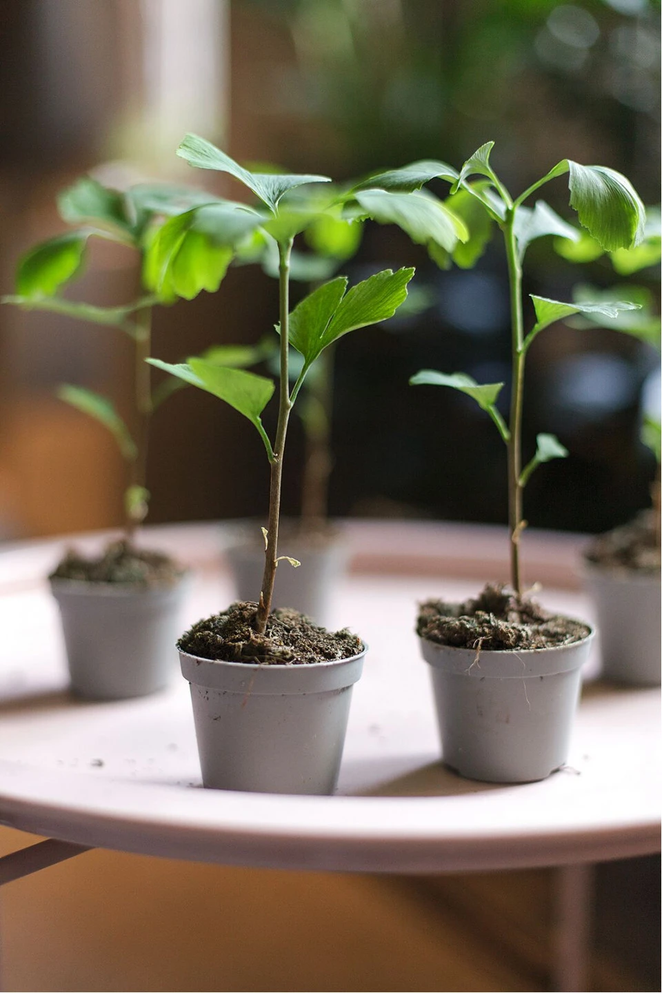 Гинкго двулопастный (Ginkgo Biloba) - подарочное оформление