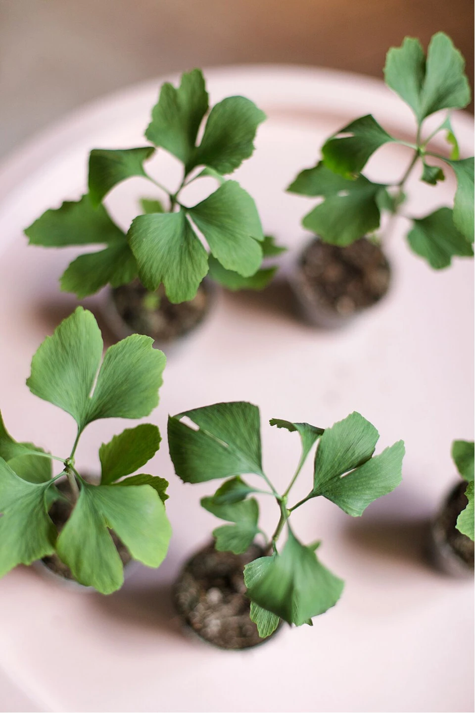 Гинкго двулопастный (Ginkgo Biloba) - для женщины/молодой пары