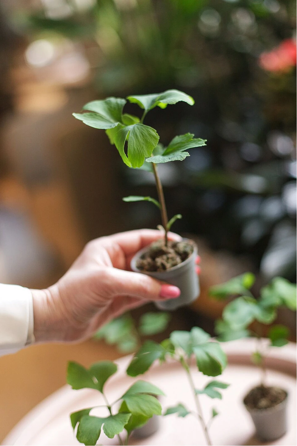 Гинкго двулопастный (Ginkgo Biloba)