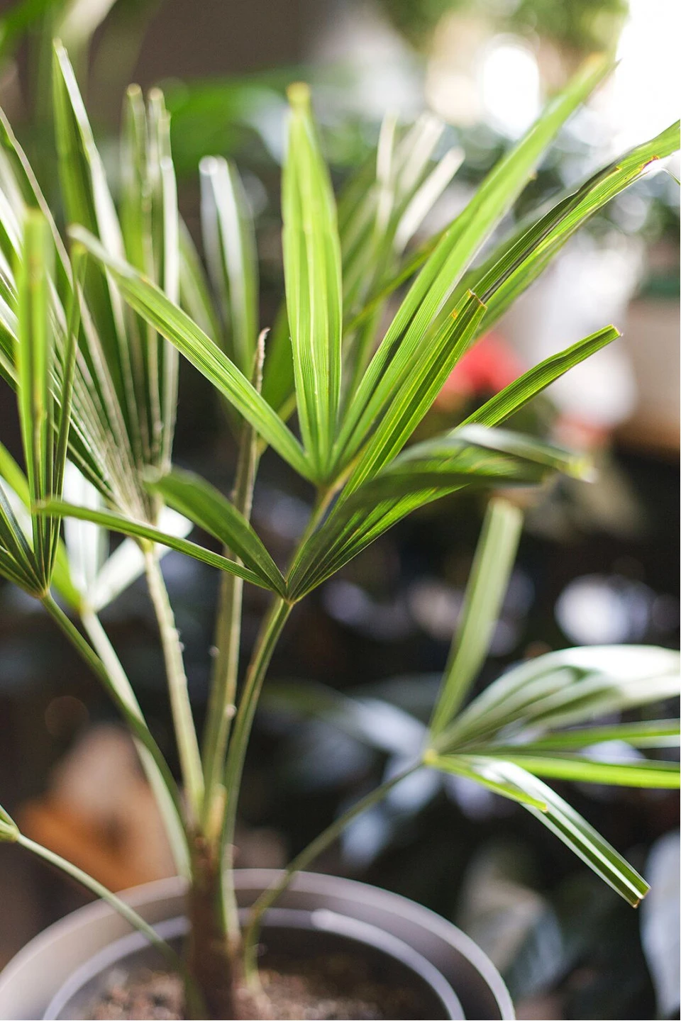 Трахикарпус Форчуна (Trachycarpus Fortunei) - с добавлением зелени