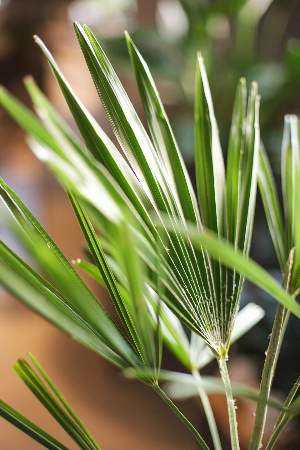 Трахикарпус Форчуна (Trachycarpus Fortunei) - подарочное оформление