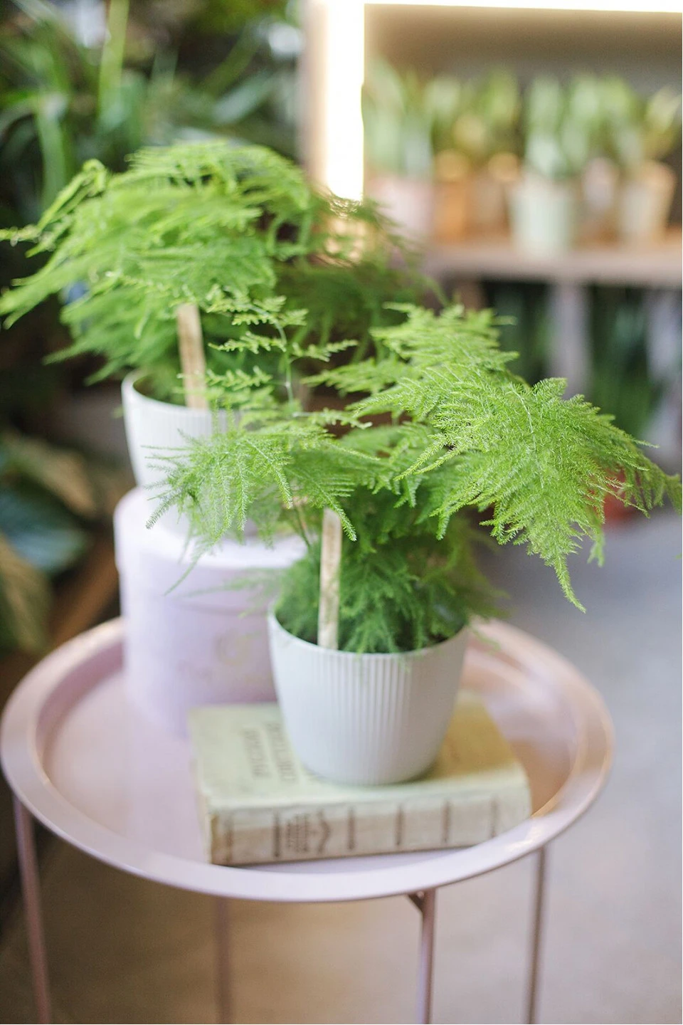 Аспарагус (Asparagus setaceus) 40 см - с доставкой по Минску