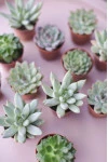 Эхеверия микс (Echeveria) 15-12 см