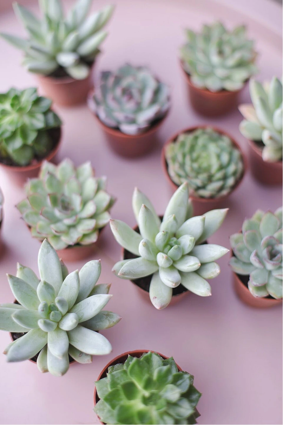 Эхеверия микс (Echeveria) 15-12 см