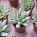 Эхеверия микс (Echeveria) 15-12 см - с доставкой по Минску - миниатюра