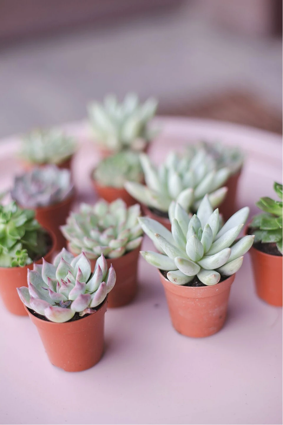Эхеверия микс (Echeveria) 15-12 см - с добавлением зелени